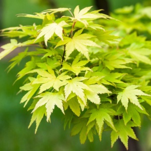 Artar japonez (Acer palmatum) 20-30 cm
