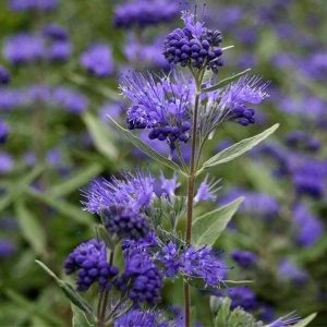 Barbă albastră (Caryopteris cland heavenly blue) - Img 2