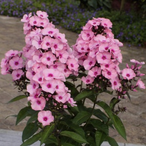 Brumarele, phlox (Phlox paniculata famous Pink with eye) - Img 2