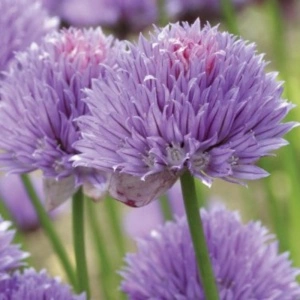Ceapa de frunze (Allium schoenoprasum) - Img 5
