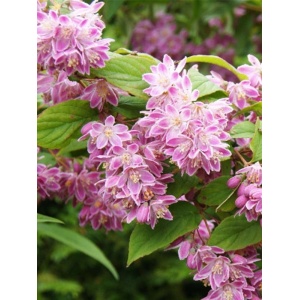 Deutia (Deutzia scabra Tourbillon rouge) - Img 1