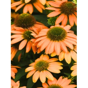 Echinacea purpurea Lakota orange
