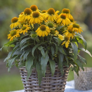 Echinaceea galbena (Echinacea Purpurea Lakota Yellow) - Img 2