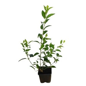 Forsitia (Forsythia int. Lynwood)