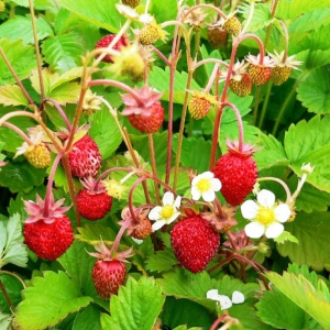 Fragute (Fragaria Alexandria) - Img 4
