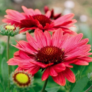 Gailardia, roata de foc (Gaillardia aristata Arizona Red Shades)