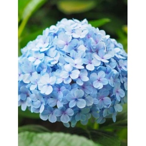 Hortensia albastra (Hydrangea macro. Nikko Blue) - Img 1