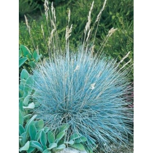 Iarbă albastră (Festuca valesiaca Glaucantha)