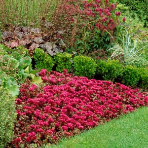 Iarba de soaldina (Sedum spurium Purpur Winter) - Img 3