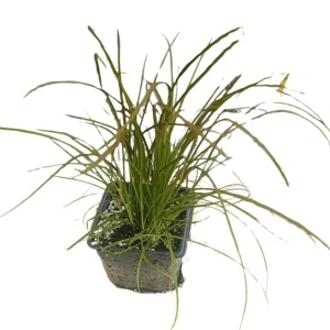 Iarbă decorativă (Carex testacea Prairie Fire)