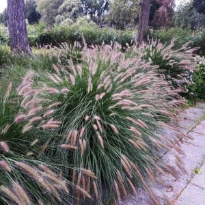 Iarba decorativa (Pennisetum alopecuroides) - Img 3
