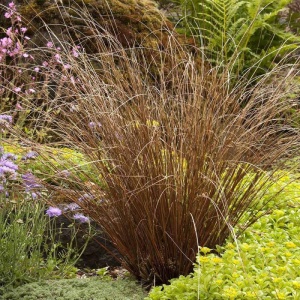 Iarba rosie (Carex buchananii Red Rooster) - Img 3