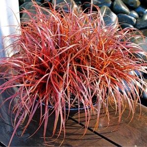 Iarba rosie (Uncinia rubra)