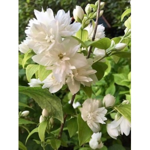Iasomie batuta (Philadelphus Snowbelle) - Img 2