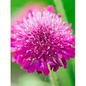 Knautia macedonica Melton Pastels