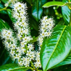 Laur englezesc (Prunus laurocerasus Novita) - Img 2