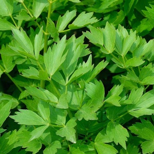 Leustean (Levisticum officinale) - Img 4