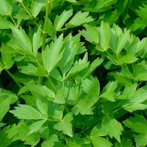 Leustean (Levisticum officinale) - Img 5