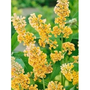 Liliac de vara galben (Buddleja weyeriana Sungold) - Img 2