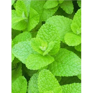 Menta cu aroma de mar (Mentha Apple Mint)