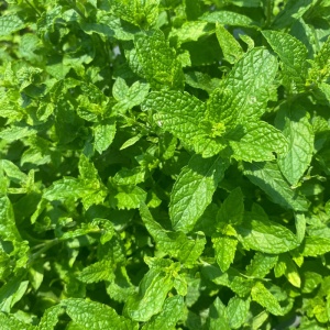 Menta (Mentha spicata Morrocan mint) - Img 4