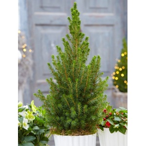 Molid conic (Picea glauca Conica) - Img 2