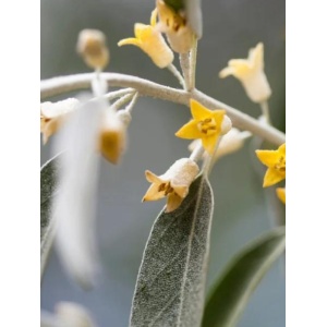 Sălcioara (Elaeagnus angustifolia) - Img 1