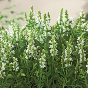 Salvia alba (Salvia nemorosa Synchro white) - Img 3