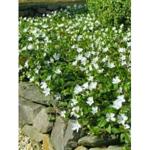 Saschiu (Vinca minor Alba) - Img 2