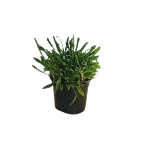 Silena (Silene schafta rose)