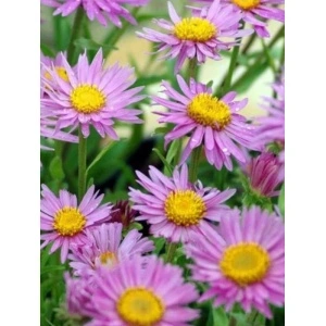 Stelute (Aster alpinus Happy End) - Img 2