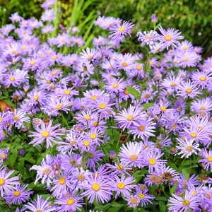 Stelute de toamna (Aster frikarti) - Img 3