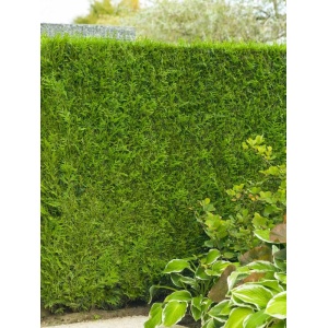 Tuia brabant (Thuja occ. Brabant) 25-40 cm - Img 1