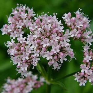Valeriana (Valeriana officinalis)