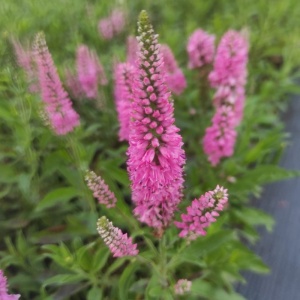 Veronica roz (Veronica spi. Rose zwerg) - Img 2