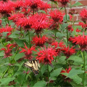 Busuioc turcesc (Monarda didyma Red Shades) - Img 2