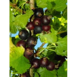 Coacaz Josta (Ribes Jostaberry)