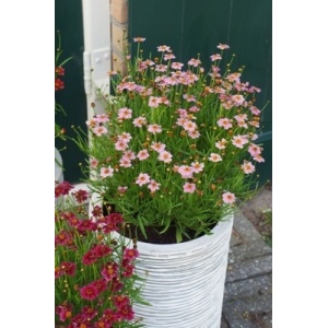 Coreopsis twinkerbell Pink