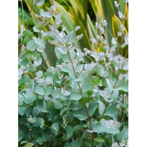 Eucalipt argintiu (Eucalyptus cinerea Silver Dollar)