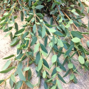 Eucalipt (Eucalyptus parvula Small Leaved Gum Oliva)