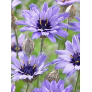 Flori nemuritoare albastre (Catanache Blue)