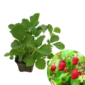 Fragute (Fragaria Alexandria)