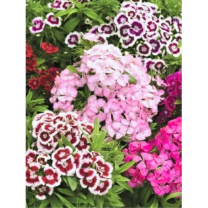 Garofite pitice mix (Dianthus barbarini Nana Mix)
