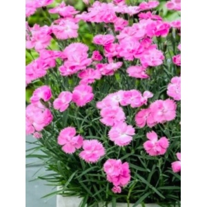 Garofite roz (Dianthus Dinetta Soft Pink) - Img 1