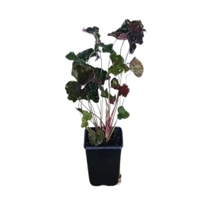 Heuchera am. Palace Purple