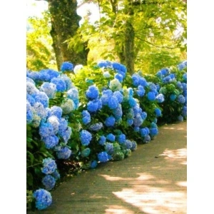 Hortensia albastra (Hydrangea macro. Nikko Blue) - Img 3