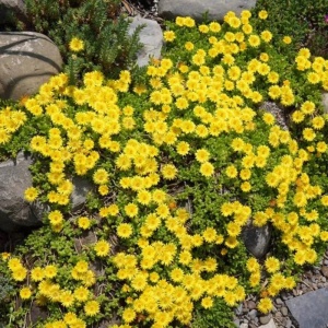Iarbă de gheață galbenă (Delosperma congestum Yellow) - Img 5