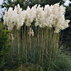 Iarba de pampas alba (Cortaderia s. White Plume) - Img 4