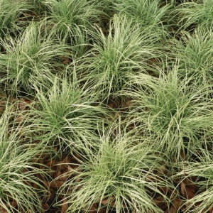 Iarba decorativa (Carex albula Amazon Mist) - Img 3