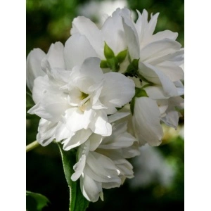 Iasomie batuta (Philadelphus Snowbelle)